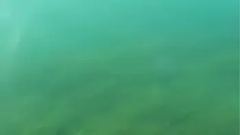 Crazy diver took me on camera while I am swimming in the sea and flashing my hairy pussy