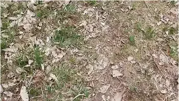 I Ask A Stranger To Fuck My Ass In The Forest ! - Les Pounes