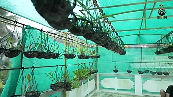 Indian Bbw Sucks Hard Dick