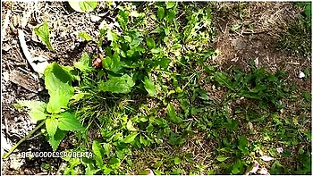 I Walk Barefoot In The Grass In Public And Show You My Dirty Soles