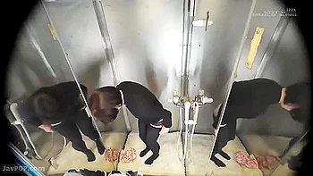 250315エロいギャルがツイスター遊びc4