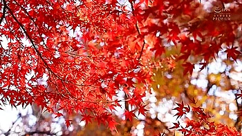 Japanese Fiancee Has A Torrid Sexual Affair With Her Boss Before Her Wedding Miu Shiramine Uncensored