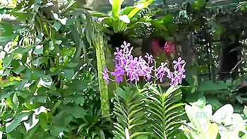 Moka Mora - Mokas Eyes Lit Up When The Birds Came To Her