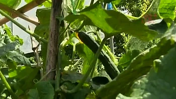 NPL384-DFTXIDLVBN694782219