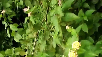 FuckMyIndianGF - Indian GF Sex Videos