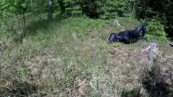 Outdoor hogtie in hot summer day.